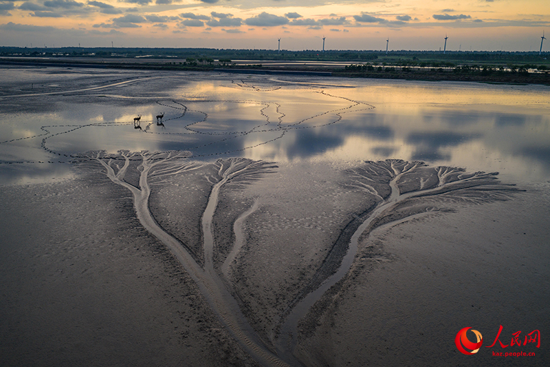 Цзянсуды? Яньчэн ?аласында?ы Сары те??зд?? батпа?ына б??ылар сурет салды