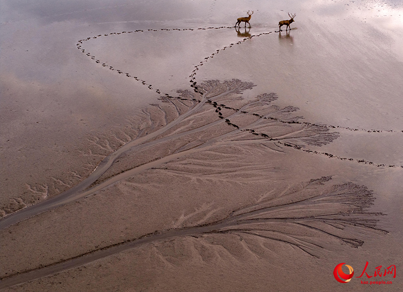 Цзянсуды? Яньчэн ?аласында?ы Сары те??зд?? батпа?ына б??ылар сурет салды