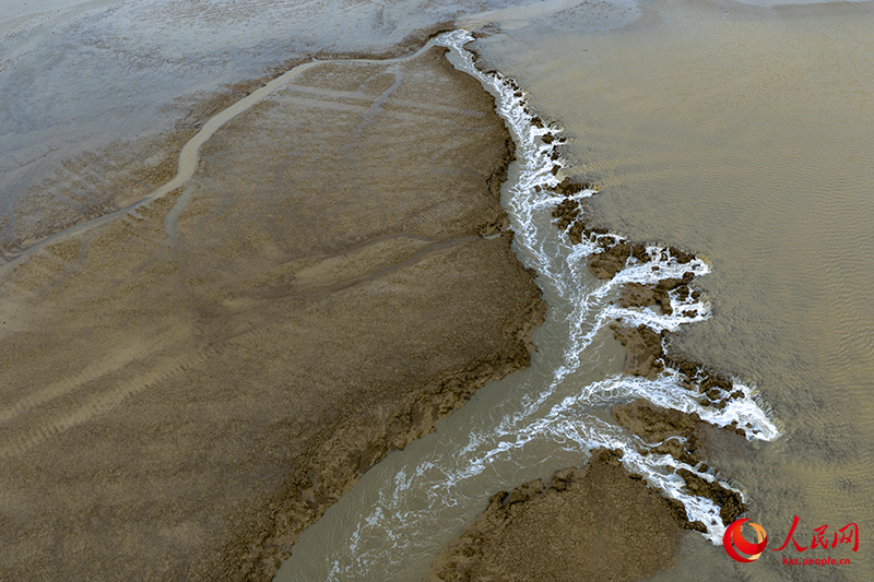 Цзянсуды? Яньчэн ?аласында?ы Сары те??зд?? батпа?ына б??ылар сурет салды