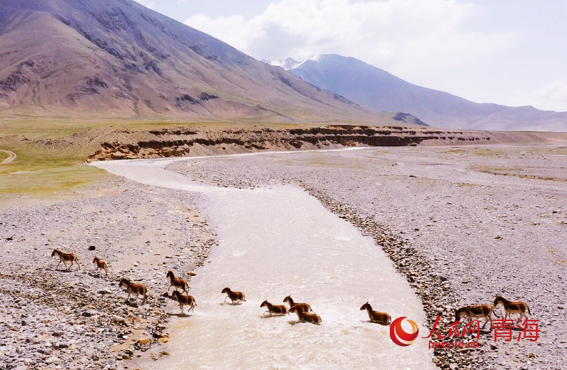 Цинхайда?ы Куньлунь тауыны? жаз?ы тынысы