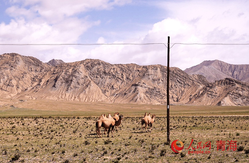 Цинхайда?ы Куньлунь тауыны? жаз?ы тынысы