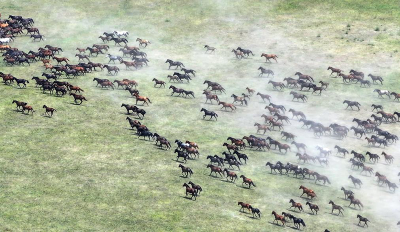 Жаз ортасында Шы?жа?ны? Мо???лк?ре ауданында т?мен т?лпар ж?й?тк?д?