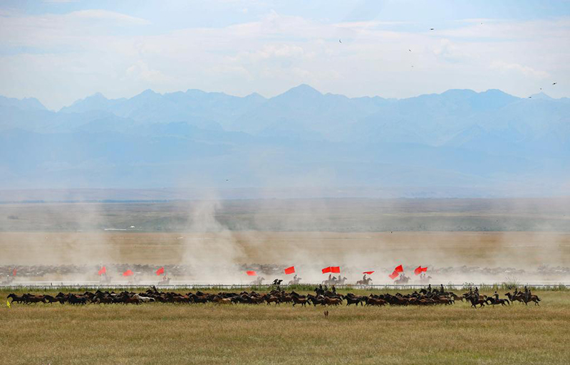 Жаз ортасында Шы?жа?ны? Мо???лк?ре ауданында т?мен т?лпар ж?й?тк?д?