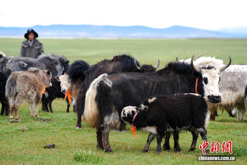 Сицзанны? Али айма?ында ?одас ?с?ру ?нерк?с?б? жанданды