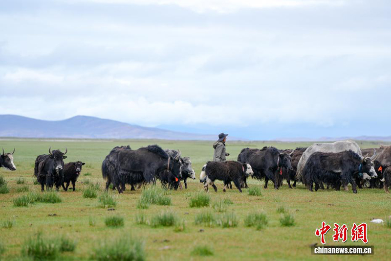 Сицзанны? Али айма?ында ?одас ?с?ру ?нерк?с?б? жанданды