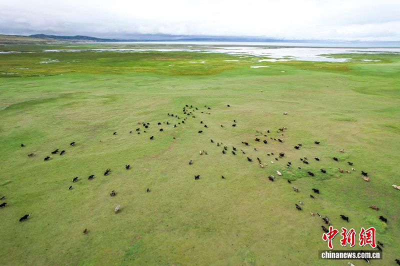 Сицзанны? Али айма?ында ?одас ?с?ру ?нерк?с?б? жанданды