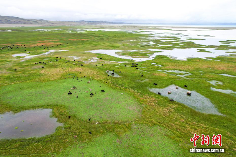 Сицзанны? Али айма?ында ?одас ?с?ру ?нерк?с?б? жанданды