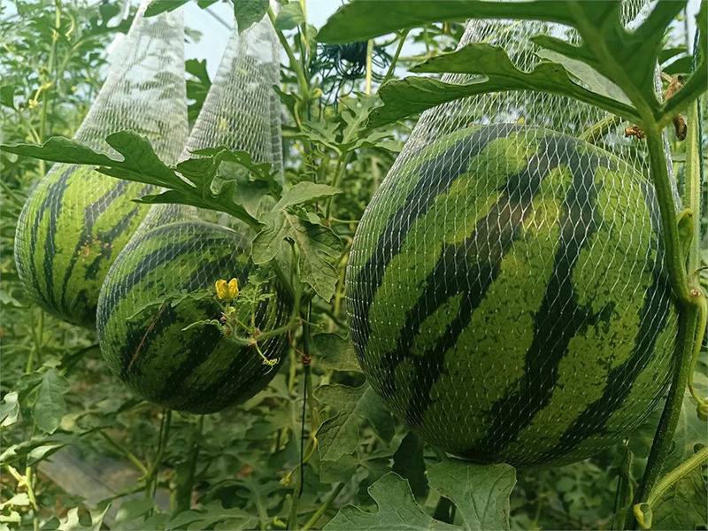 ?ытай ?лемдег? е? ?р? ?арбыз ?нд?руш? ?р? т?тынушы ел