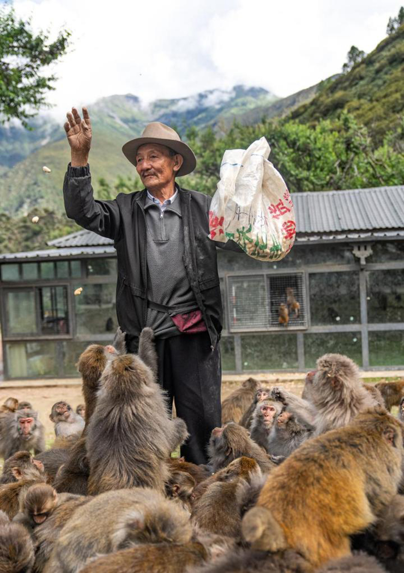 А?са?ал 25 жыл бойы Сицзан с?р маймылдарын к?з?н?? ?арашы?ындай ?ор?ап келед?