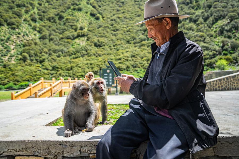 А?са?ал 25 жыл бойы Сицзан с?р маймылдарын к?з?н?? ?арашы?ындай ?ор?ап келед?