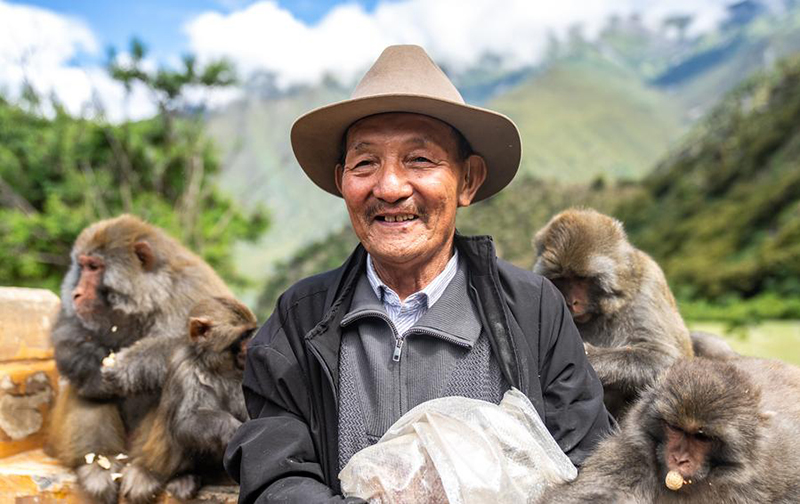 А?са?ал 25 жыл бойы Сицзан с?р маймылдарын к?з?н?? ?арашы?ындай ?ор?ап келед?