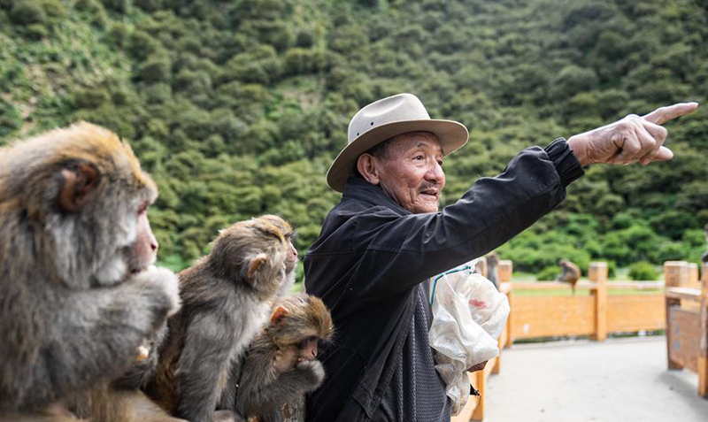 А?са?ал 25 жыл бойы Сицзан с?р маймылдарын к?з?н?? ?арашы?ындай ?ор?ап келед?