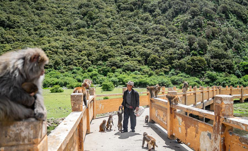 А?са?ал 25 жыл бойы Сицзан с?р маймылдарын к?з?н?? ?арашы?ындай ?ор?ап келед?