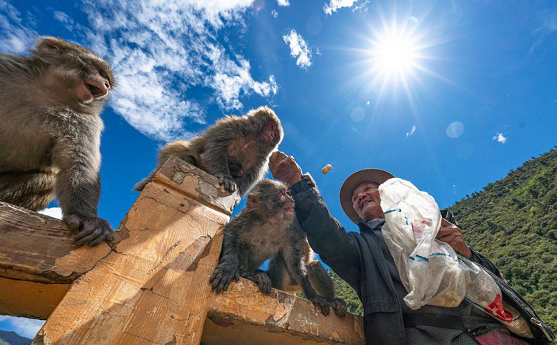 А?са?ал 25 жыл бойы Сицзан с?р маймылдарын к?з?н?? ?арашы?ындай ?ор?ап келед?