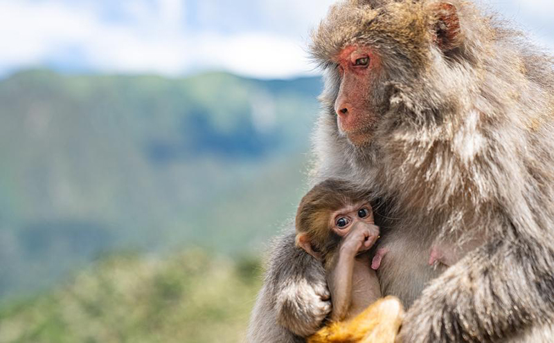 А?са?ал 25 жыл бойы Сицзан с?р маймылдарын к?з?н?? ?арашы?ындай ?ор?ап келед?