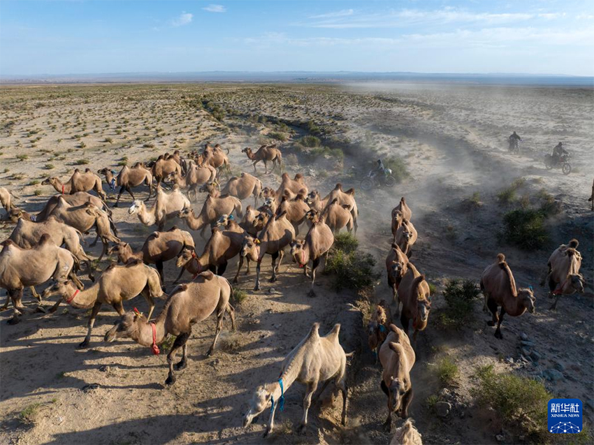 А?сай, Ганьсу: Т?йелер жайылым ауыстырды