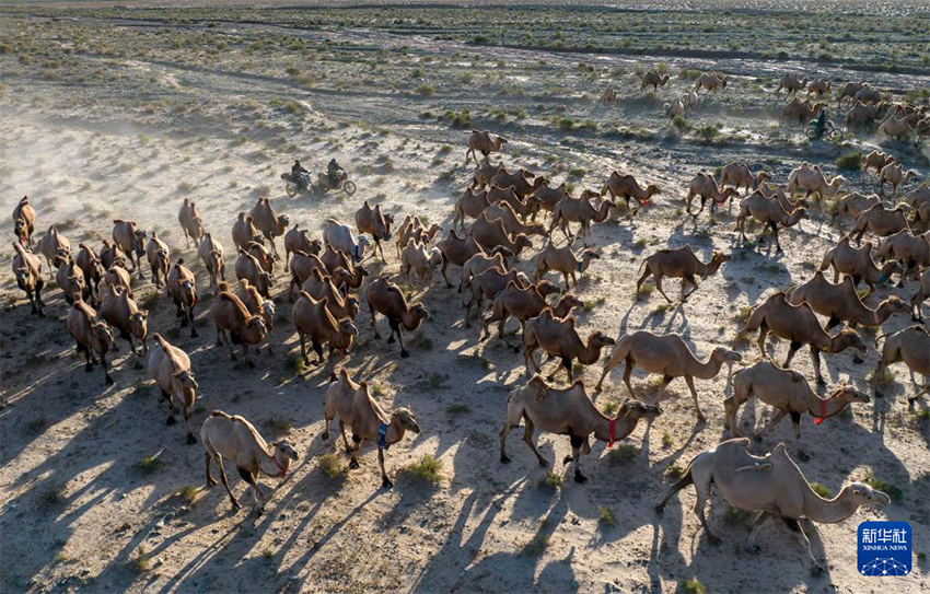 А?сай, Ганьсу: Т?йелер жайылым ауыстырды