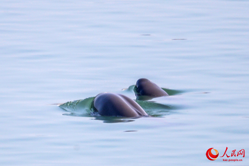 Янцзы ?зен?нде балы? аулау?а тыйым салын?ан он жылда те??з жануарларыны? саны айтарлы?тай ?ст?