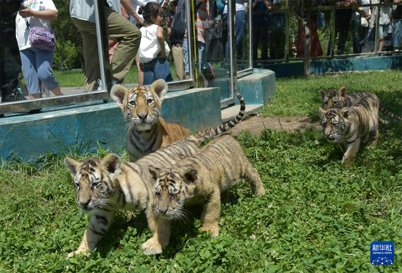 Хэйлунцзянда?ы солт?ст?к-шы?ыс жолбарысыны? с?йк?мд? ш?нж?ктер?