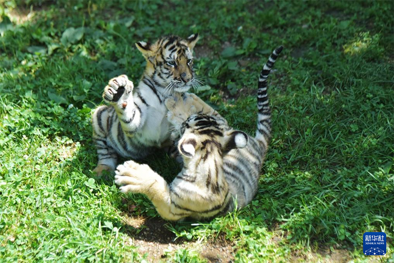 Хэйлунцзянда?ы солт?ст?к-шы?ыс жолбарысыны? с?йк?мд? ш?нж?ктер?