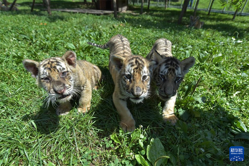 Хэйлунцзянда?ы солт?ст?к-шы?ыс жолбарысыны? с?йк?мд? ш?нж?ктер?