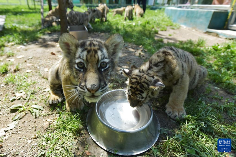 Хэйлунцзянда?ы солт?ст?к-шы?ыс жолбарысыны? с?йк?мд? ш?нж?ктер?