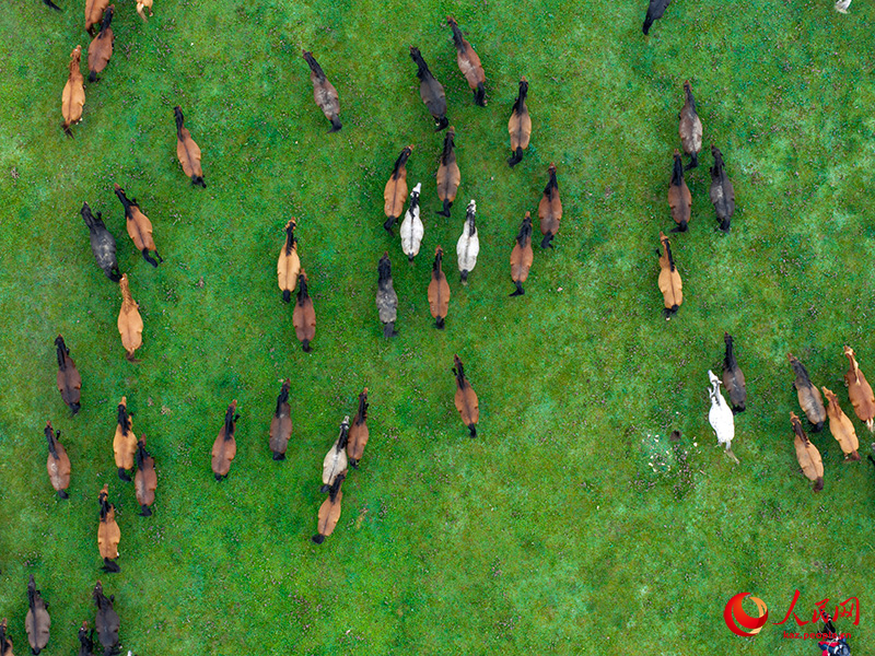 Ганьсу ?лкес? Шаньдань фермасында?ы жыл?ылар