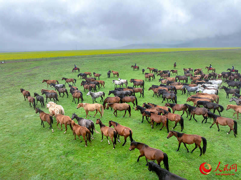 Ганьсу ?лкес? Шаньдань фермасында?ы жыл?ылар