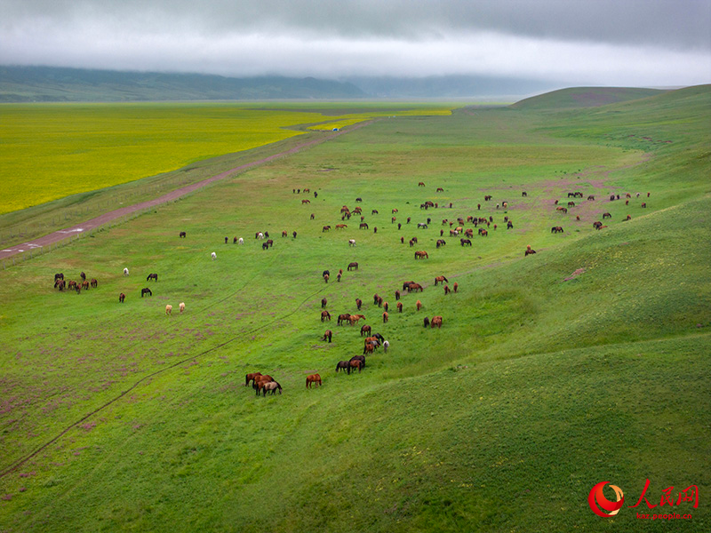 Ганьсу ?лкес? Шаньдань фермасында?ы жыл?ылар