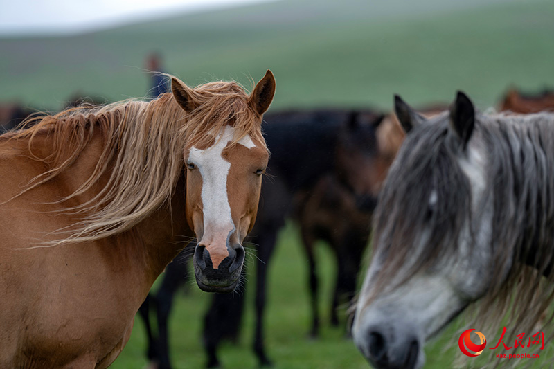 Ганьсу ?лкес? Шаньдань фермасында?ы жыл?ылар