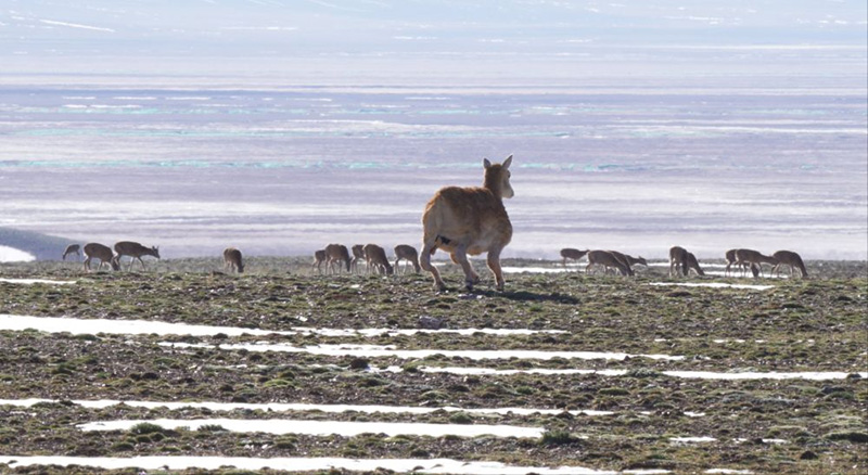 Кэкэсилидег? иен дала?а б?р ?робот Сицзан б?кен?? келд?
