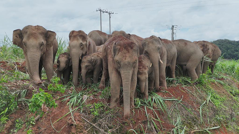 Юньнаньда жабайы Азия п?лдер? к?бей?п келед?