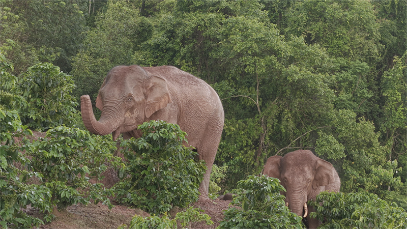Юньнаньда жабайы Азия п?лдер? к?бей?п келед?