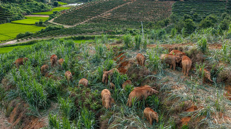 Юньнаньда жабайы Азия п?лдер? к?бей?п келед?