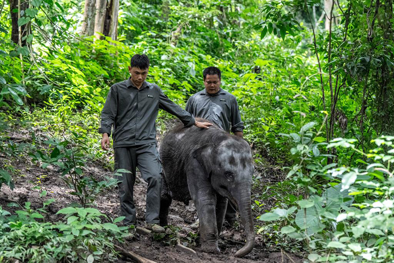 Юньнаньда жабайы Азия п?лдер? к?бей?п келед?