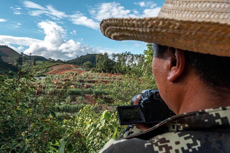 Юньнаньда жабайы Азия п?лдер? к?бей?п келед?
