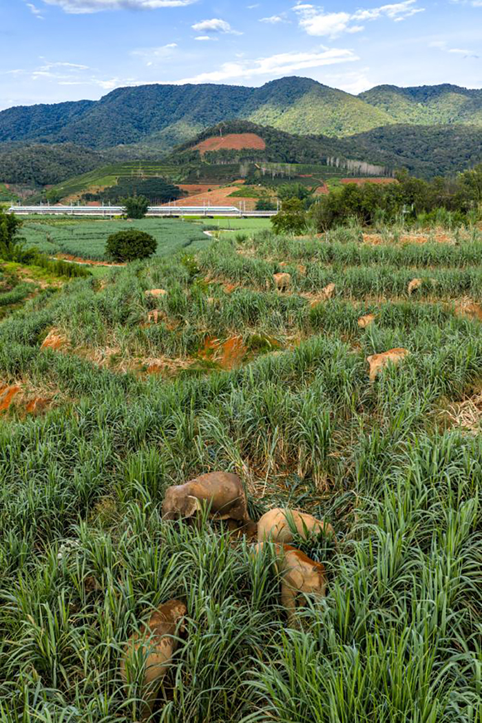 Юньнаньда жабайы Азия п?лдер? к?бей?п келед?