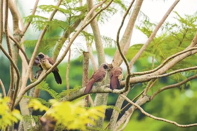 Шэньчжэньдег? ???старды? ?ясы салын?ан к?ше шамдары? ??стар?а ?аладан ??й? сыйлады