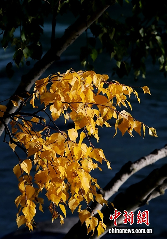 Алтай: Шы?жа?ны? солт?ст?г?ндег? т?ске оран?ан к?з
