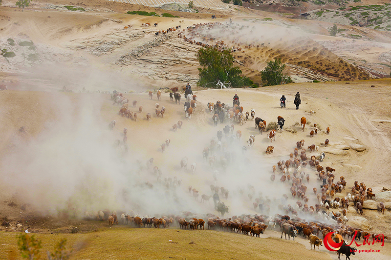 Шы?жа?ны? Алтайында т?рт т?л?к к?здеул?кке айдалды