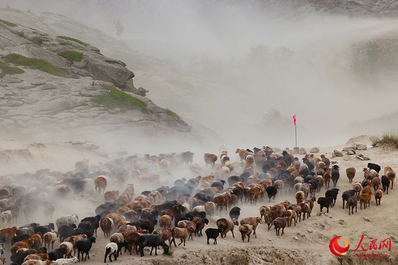 Шы?жа?ны? Алтайында т?рт т?л?к к?здеул?кке айдалды