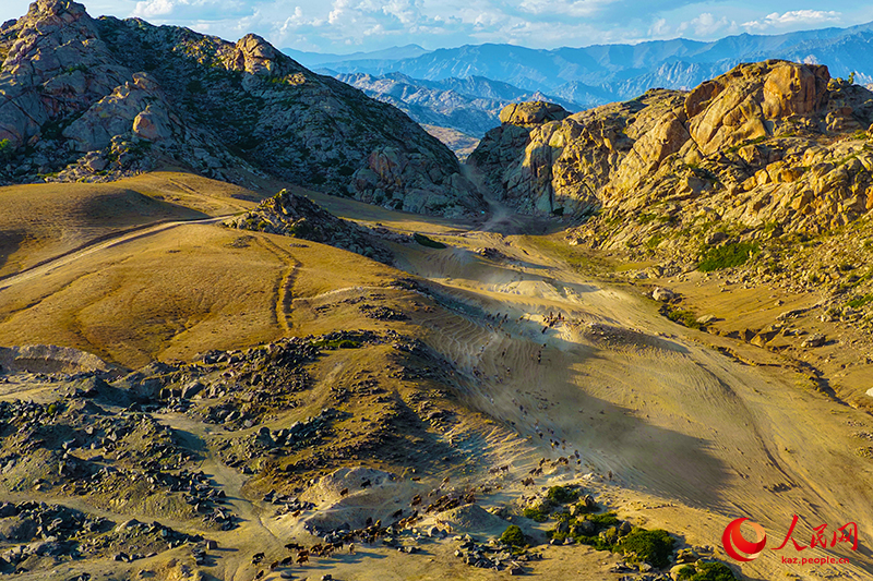 Шы?жа?ны? Алтайында т?рт т?л?к к?здеул?кке айдалды