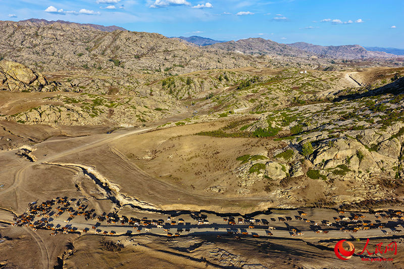 Шы?жа?ны? Алтайында т?рт т?л?к к?здеул?кке айдалды