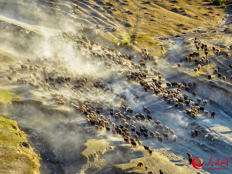 Шы?жа?ны? Алтайында т?рт т?л?к к?здеул?кке айдалды