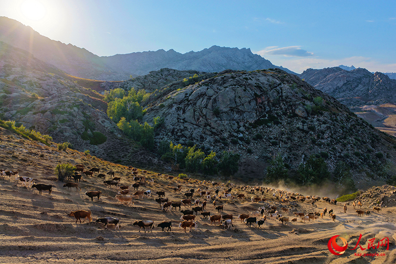 Шы?жа?ны? Алтайында т?рт т?л?к к?здеул?кке айдалды