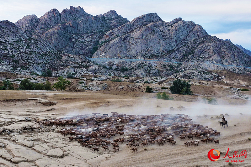 Шы?жа?ны? Алтайында т?рт т?л?к к?здеул?кке айдалды