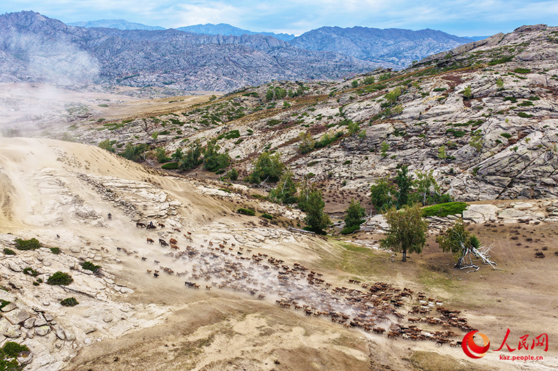 Шы?жа?ны? Алтайында т?рт т?л?к к?здеул?кке айдалды