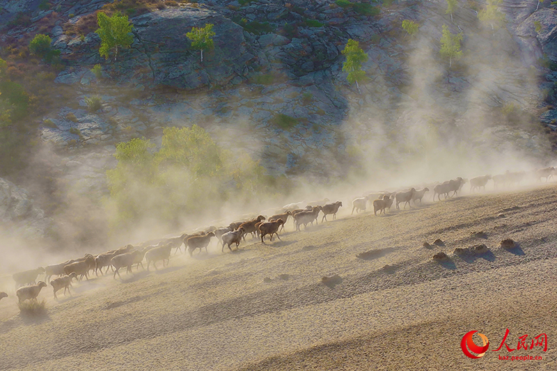 Шы?жа?ны? Алтайында т?рт т?л?к к?здеул?кке айдалды